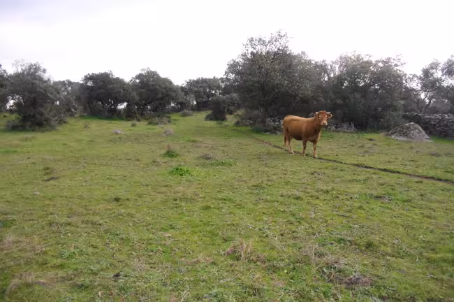 F P 20 - Finca en Zarza de Montánchez