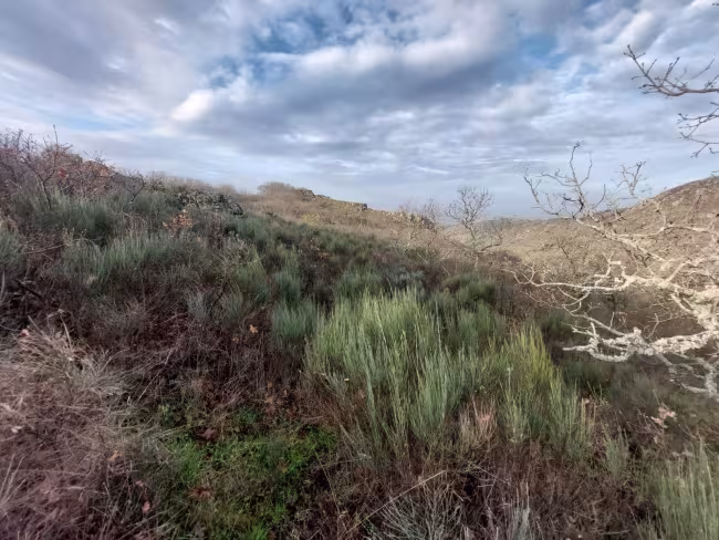 FR-116 - Finca en Montánchez